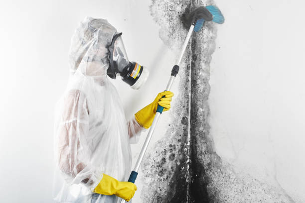 Mold Odor Removal Services in Wynantskill, NY