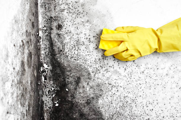 Best Airborne Mold Testing  in Wynantskill, NY