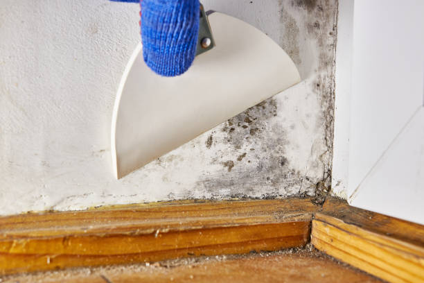 Best Industrial Mold Remediation  in Wynantskill, NY
